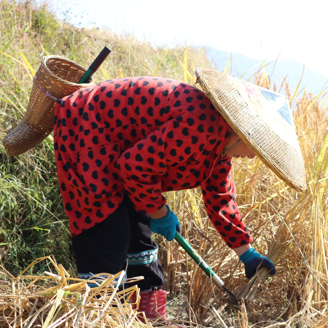 Longji Rice