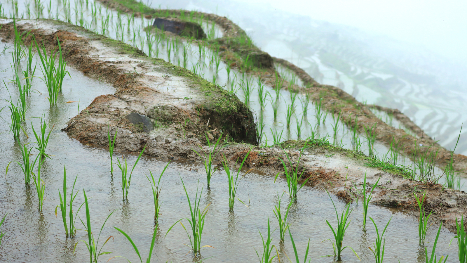 Rice Ferment: Nature’s Best-Kept Hair Care Secret