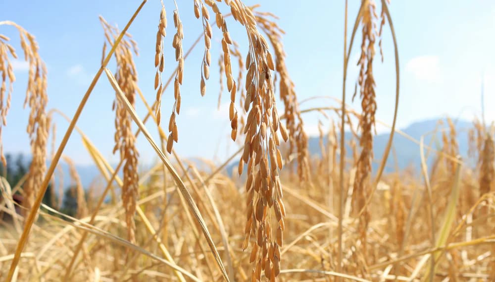 Yao Secret Discover the Magic of Harvest Season in Longji, China